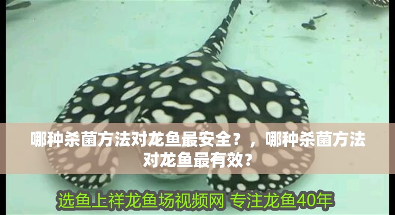 哪種殺菌方法對龍魚最安全？，哪種殺菌方法對龍魚最有效？