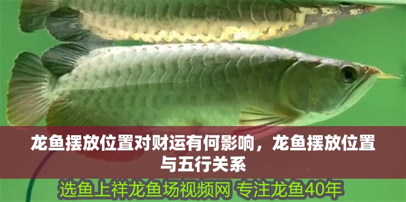 龍魚擺放位置對財運有何影響，龍魚擺放位置與五行關系