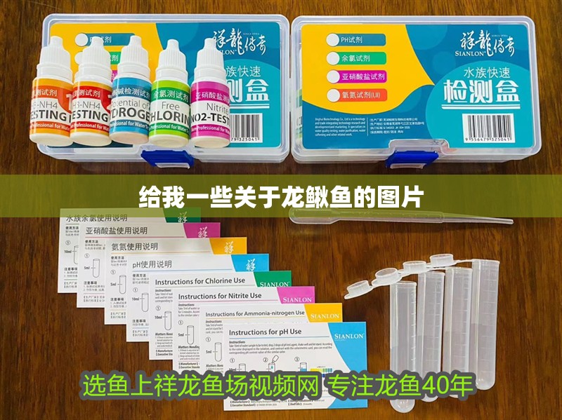 給我一些關于龍鰍魚的圖片