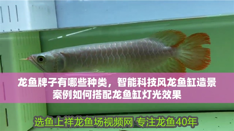 龍魚牌子有哪些種類，智能科技風龍魚缸造景案例如何搭配龍魚缸燈光效果