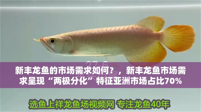 新豐龍魚的市場需求如何？，新豐龍魚市場需求呈現(xiàn)“兩極分化”特征亞洲市場占比70%
