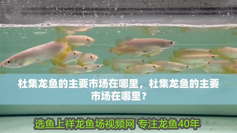 杜集龍魚的主要市場在哪里，杜集龍魚的主要市場在哪里？