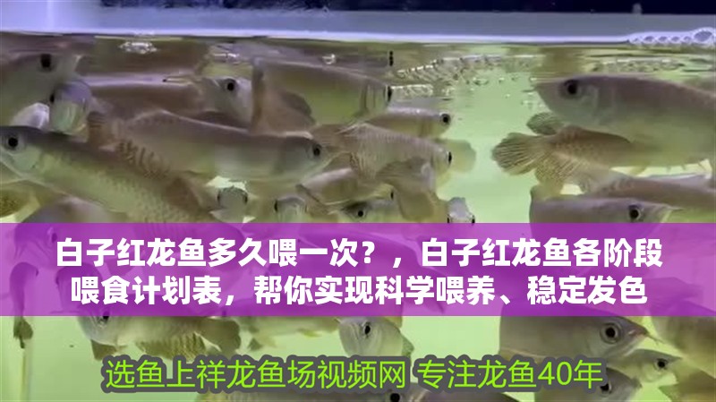 白子紅龍魚(yú)多久喂一次？，白子紅龍魚(yú)各階段喂食計(jì)劃表，幫你實(shí)現(xiàn)科學(xué)喂養(yǎng)、穩(wěn)定發(fā)色