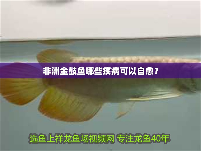 非洲金鼓魚哪些疾病可以自愈？