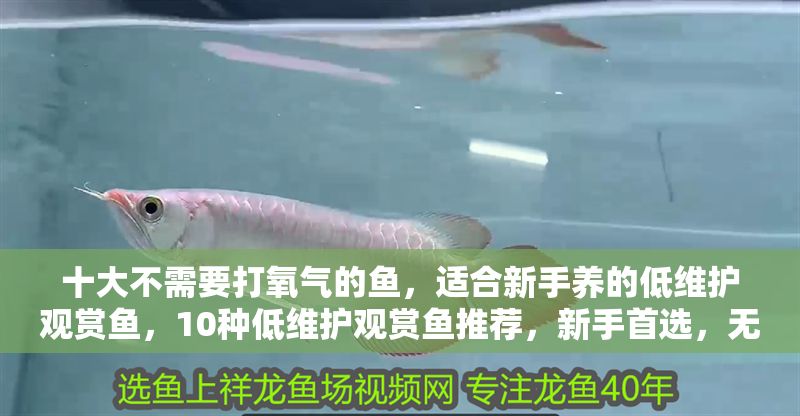 十大不需要打氧氣的魚，適合新手養(yǎng)的低維護(hù)觀賞魚，10種低維護(hù)觀賞魚推薦，新手首選，無需打氧也能養(yǎng)！