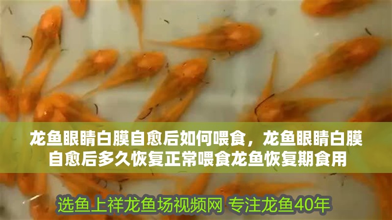 龍魚眼睛白膜自愈后如何喂食，龍魚眼睛白膜自愈后多久恢復(fù)正常喂食龍魚恢復(fù)期食用