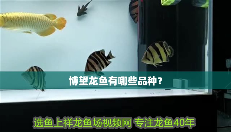 博望龍魚有哪些品種？