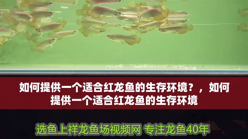 如何提供一個適合紅龍魚的生存環境？，如何提供一個適合紅龍魚的生存環境