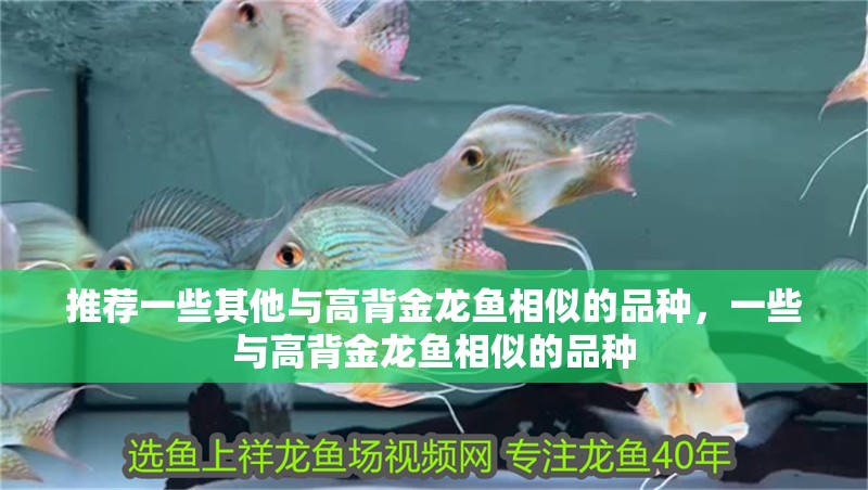 推薦一些其他與高背金龍魚相似的品種，一些與高背金龍魚相似的品種