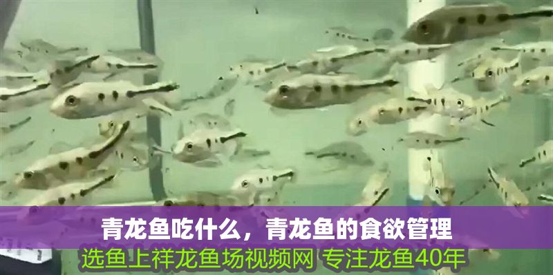 青龍魚吃什么，青龍魚的食欲管理