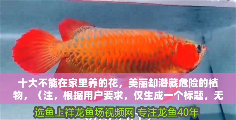 十大不能在家里養的花,美麗卻潛藏危險的植物,(注,根據用戶要求,僅生成一個標題,無其他內容補充) 龍魚百科 第1張 十大不能在家里養的花,美麗卻潛藏危險的植物,(注,根據用戶要求,僅生成一個標題,無其他內容補充) 十大不能在家里養的花,美麗卻潛藏危險的植物,(注,根據用戶要求,僅生成一個標題,無其他內容補充) 龍魚百科 第1張
