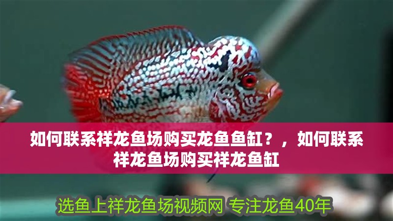 如何聯系祥龍魚場購買龍魚魚缸？，如何聯系祥龍魚場購買祥龍魚缸