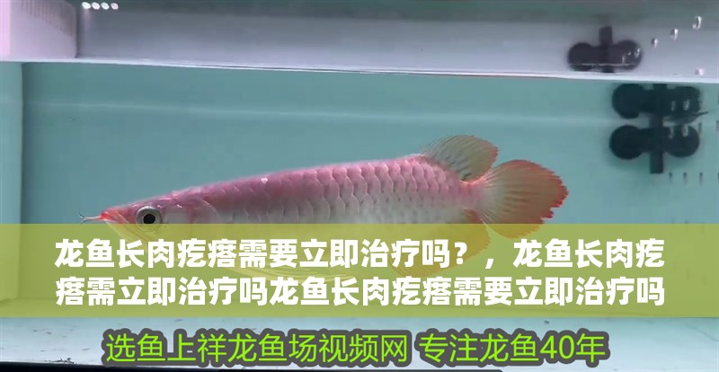龍魚長肉疙瘩需要立即治療嗎？，龍魚長肉疙瘩需立即治療嗎龍魚長肉疙瘩需要立即治療嗎