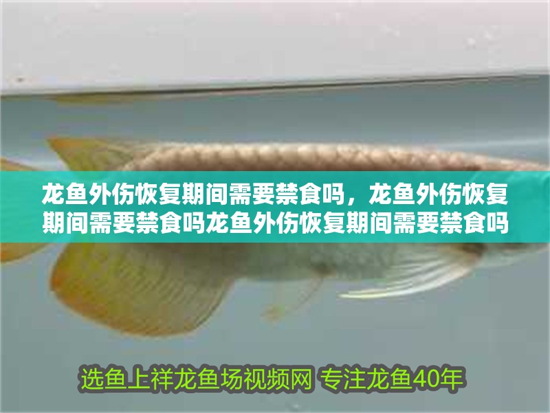 龍魚外傷恢復期間需要禁食嗎，龍魚外傷恢復期間需要禁食嗎龍魚外傷恢復期間需要禁食嗎
