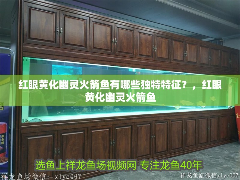 紅眼黃化幽靈火箭魚有哪些獨特特征？，紅眼黃化幽靈火箭魚