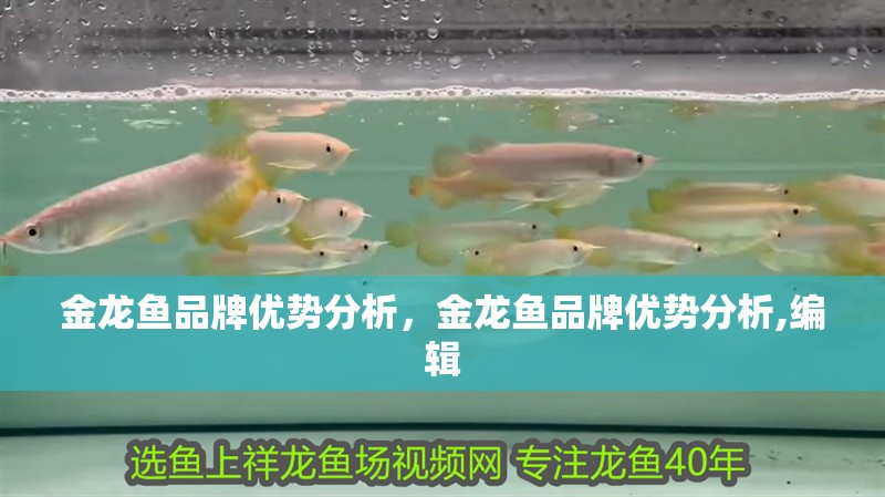 金龍魚品牌優勢分析，金龍魚品牌優勢分析,編輯 金龍魚品牌優勢分析，金龍魚品牌優勢分析,編輯 龍魚百科