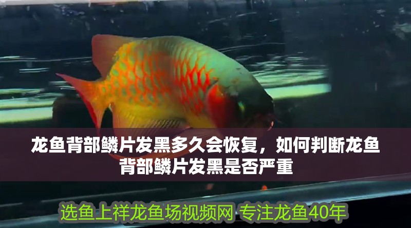 龍魚(yú)背部鱗片發(fā)黑多久會(huì)恢復(fù)，如何判斷龍魚(yú)背部鱗片發(fā)黑是否嚴(yán)重