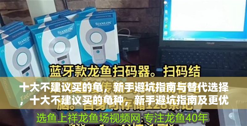 十大不建議買的龜，新手避坑指南與替代選擇，十大不建議買的龜種，新手避坑指南及更優替代方案