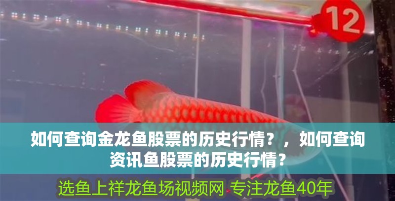 如何查詢金龍魚股票的歷史行情？，如何查詢資訊魚股票的歷史行情？