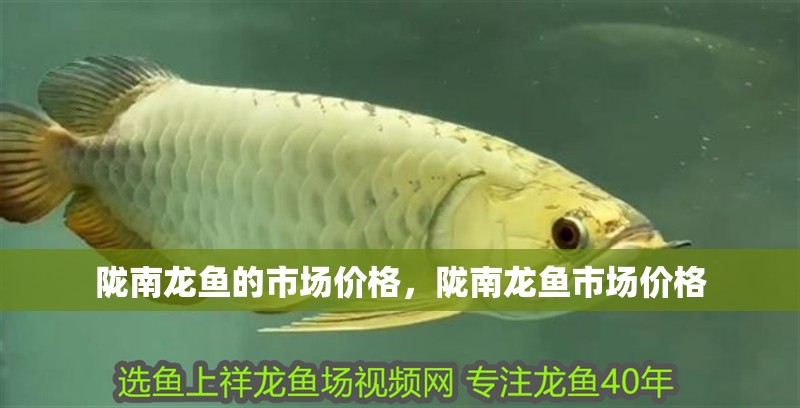 隴南龍魚的市場價格，隴南龍魚市場價格