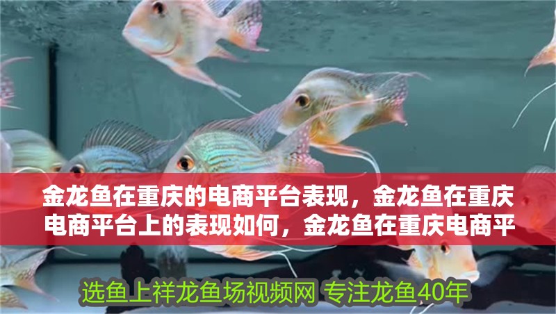 金龍魚在重慶的電商平臺(tái)表現(xiàn)，金龍魚在重慶電商平臺(tái)上的表現(xiàn)如何，金龍魚在重慶電商平臺(tái)表現(xiàn)