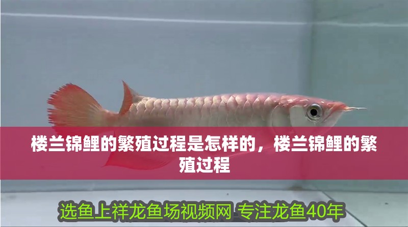 樓蘭錦鯉的繁殖過程是怎樣的，樓蘭錦鯉的繁殖過程