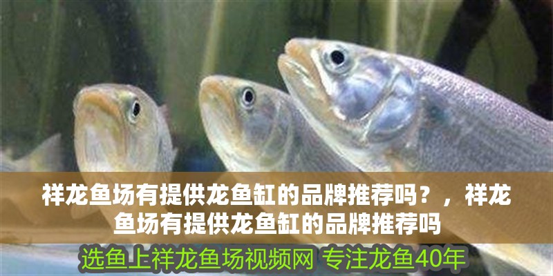 祥龍魚場有提供龍魚缸的品牌推薦嗎？，祥龍魚場有提供龍魚缸的品牌推薦嗎