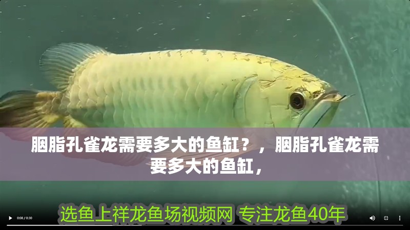 胭脂孔雀龍需要多大的魚缸？，胭脂孔雀龍需要多大的魚缸，