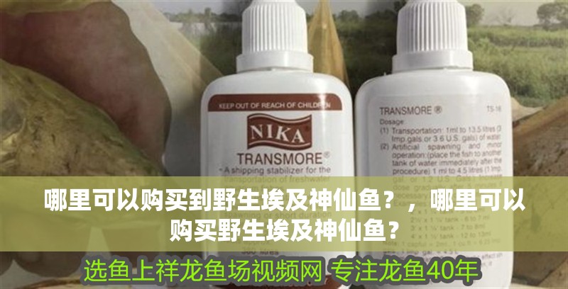 哪里可以購買到野生埃及神仙魚？，哪里可以購買野生埃及神仙魚？