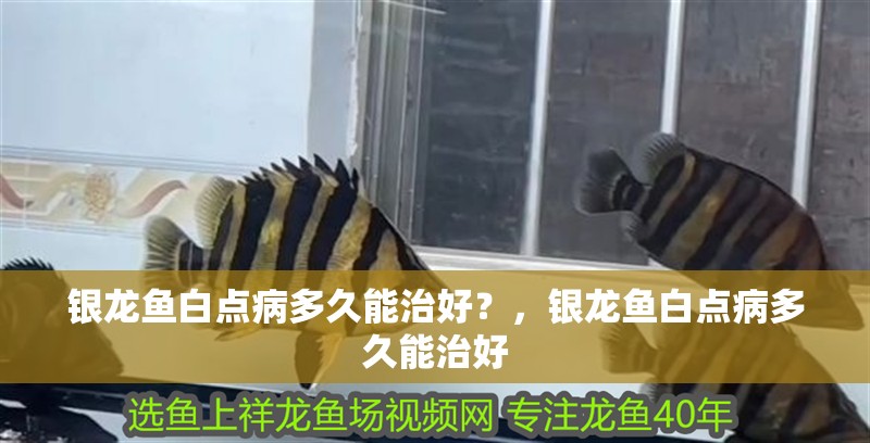 銀龍魚白點病多久能治好？，銀龍魚白點病多久能治好