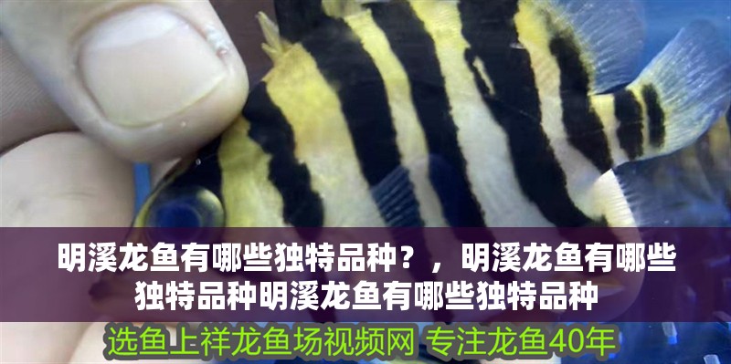 <strong><mark>明溪</mark></strong>龍魚有哪些獨特品種？，<strong><mark>明溪</mark></strong>龍魚有哪些獨特品種<strong><mark>明溪</mark></strong>龍魚有哪些獨特品種