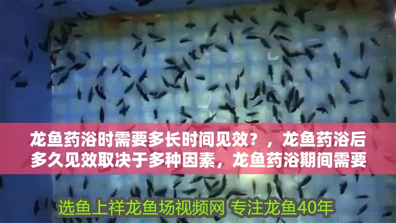 龍魚藥浴時需要多長時間見效？，龍魚藥浴后多久見效取決于多種因素，龍魚藥浴期間需要喂食嗎