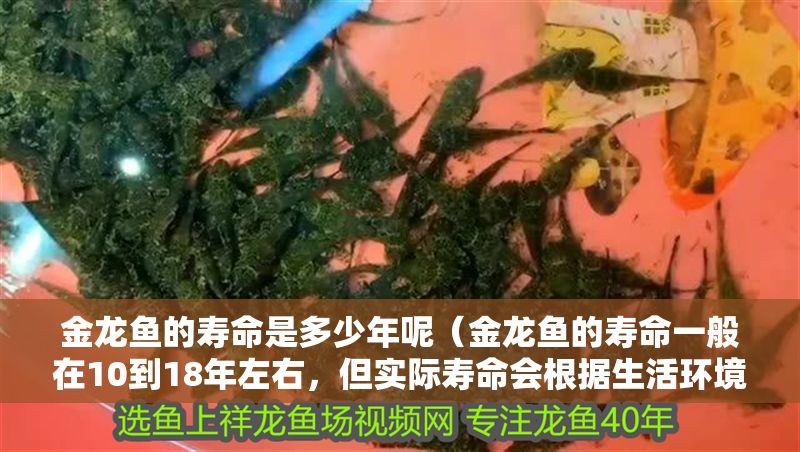 金龍魚的壽命是多少年呢（金龍魚的壽命一般在10到18年左右，但實(shí)際壽命會(huì)根據(jù)生活環(huán)境飼養(yǎng)）