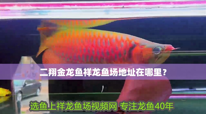 二翔金龍魚祥龍魚場地址在哪里？