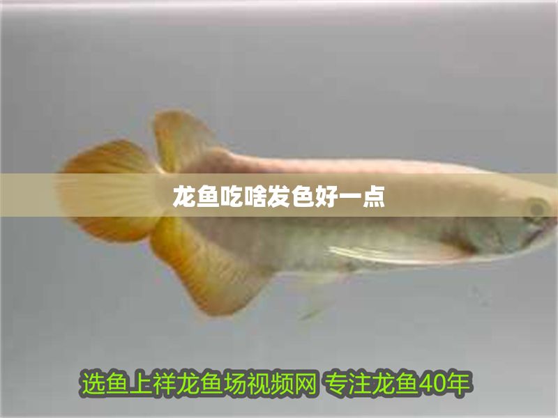 龍魚吃啥發色好一點 龍魚吃啥發色好一點 龍魚百科 第2張