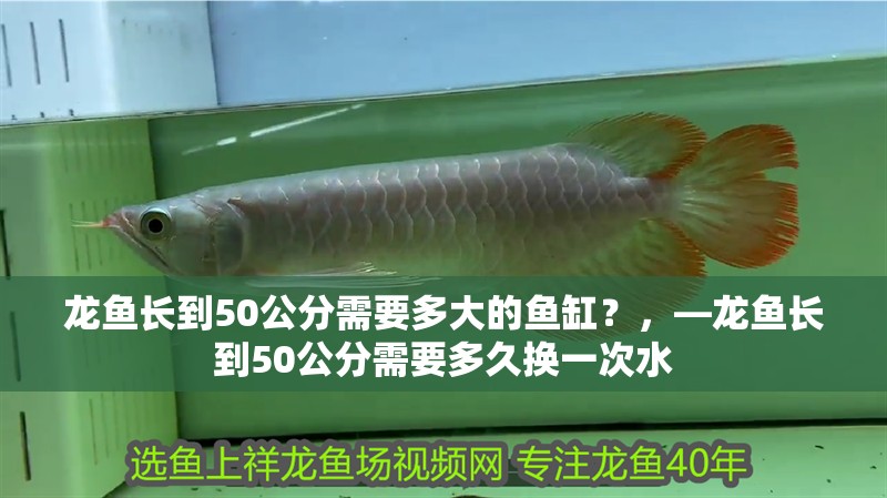 龍魚長到50公分需要多大的魚缸？，—龍魚長到50公分需要多久換一次水