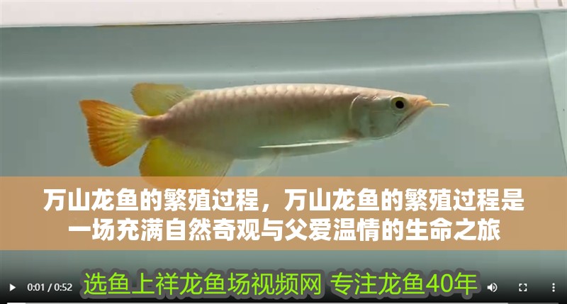 萬山龍魚的繁殖過程，萬山龍魚的繁殖過程是一場充滿自然奇觀與父愛溫情的生命之旅