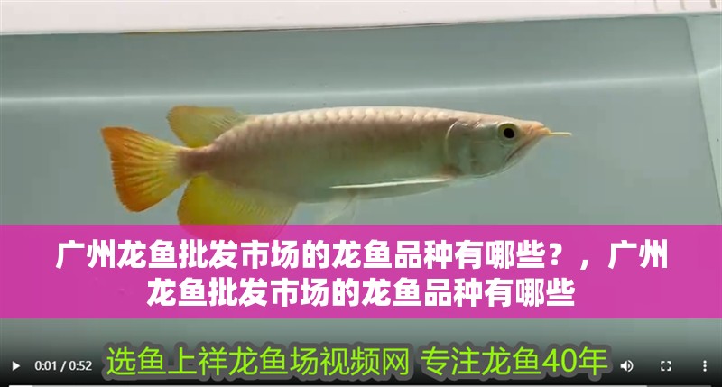 廣州龍魚批發市場的龍魚品種有哪些？，廣州龍魚批發市場的龍魚品種有哪些