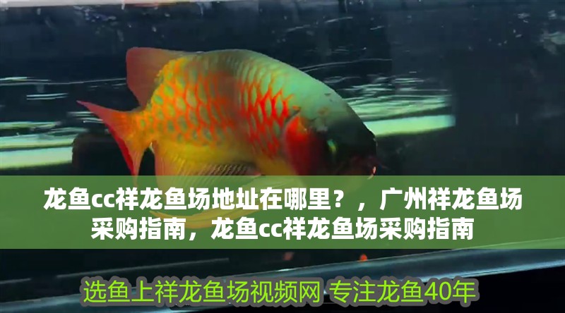 龍魚cc祥龍魚場地址在哪里？，廣州祥龍魚場采購指南，龍魚cc祥龍魚場采購指南