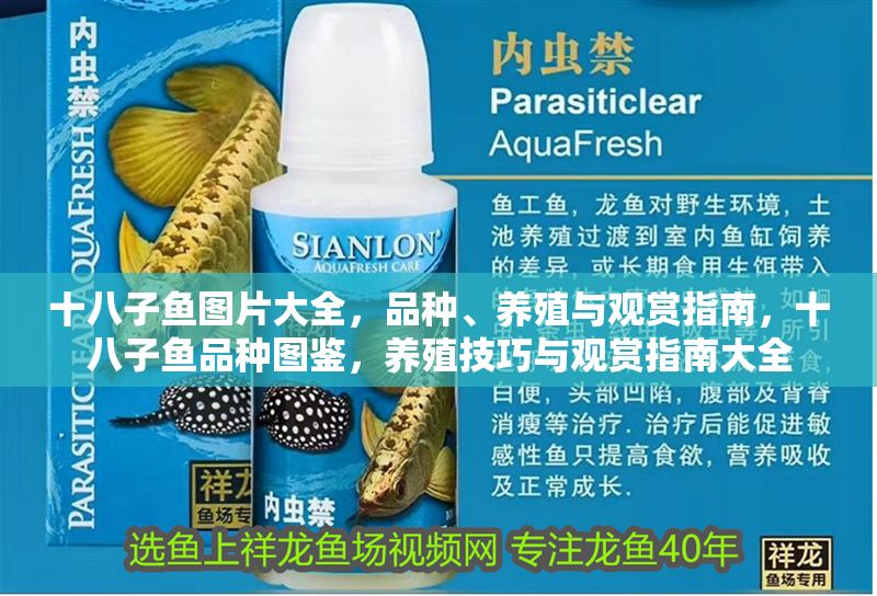 十八子魚圖片大全，品種、養殖與觀賞指南，十八子魚品種圖鑒，養殖技巧與觀賞指南大全