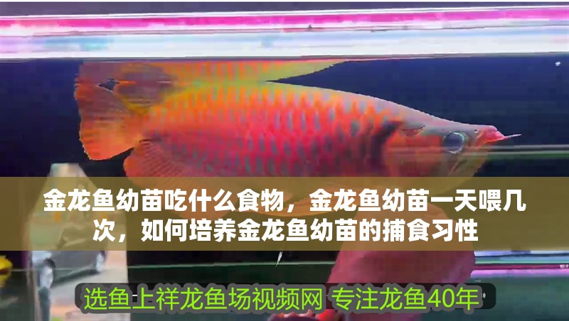金龍魚幼苗吃什么食物，金龍魚幼苗一天喂幾次，如何培養金龍魚幼苗的捕食習性