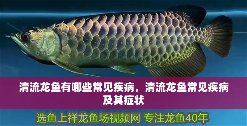清流龍魚有哪些常見疾病，清流龍魚常見疾病及其癥狀
