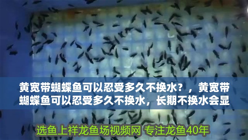黃寬帶蝴蝶魚可以忍受多久不換水？，黃寬帶蝴蝶魚可以忍受多久不換水，長期不換水會顯著增加患病風險