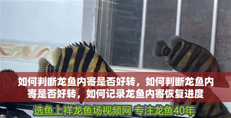 如何判斷龍魚內(nèi)寄是否好轉(zhuǎn)，如何判斷龍魚內(nèi)寄是否好轉(zhuǎn)，如何記錄龍魚內(nèi)寄恢復(fù)進度