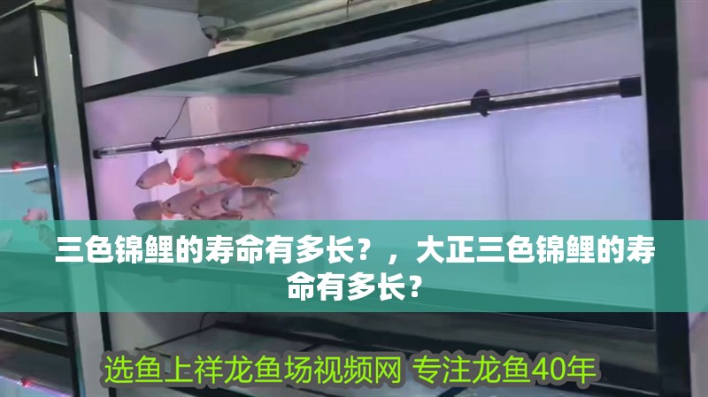 三色錦鯉的壽命有多長？，大正三色錦鯉的壽命有多長？