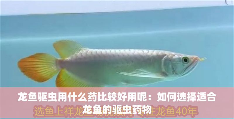 龍魚驅(qū)蟲用什么藥比較好用呢：如何選擇適合龍魚的驅(qū)蟲藥物