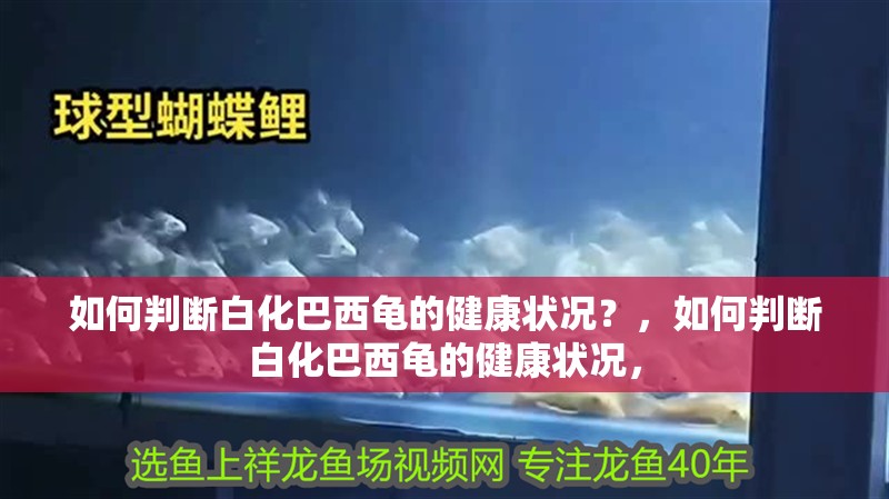 如何判斷白化巴西龜?shù)慕】禒顩r？，如何判斷白化巴西龜?shù)慕】禒顩r，