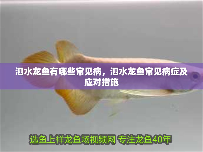 泗水龍魚有哪些常見病，泗水龍魚常見病癥及應對措施