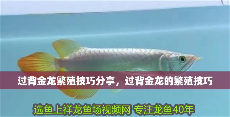 過(guò)背金龍繁殖技巧分享，過(guò)背金龍的繁殖技巧