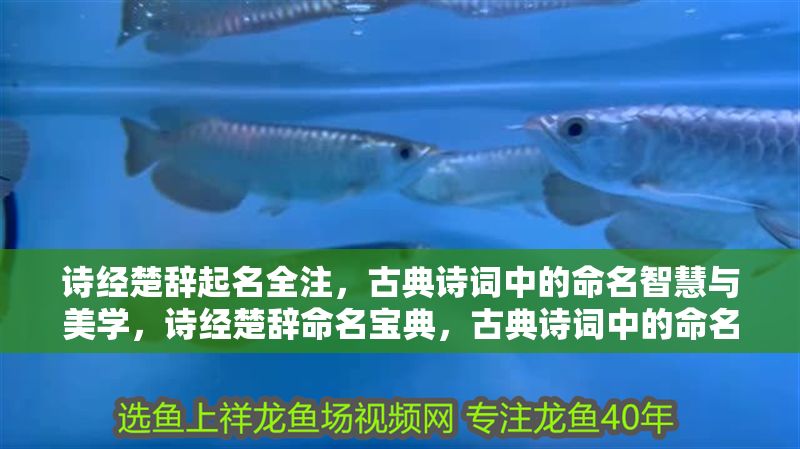 詩經楚辭起名全注，古典詩詞中的命名智慧與美學，詩經楚辭命名寶典，古典詩詞中的命名智慧與美學解析
